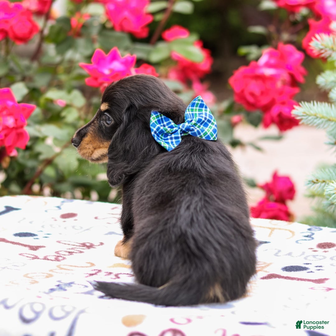 Miniature Dachshund dogs for sale: Quixie - Image 4