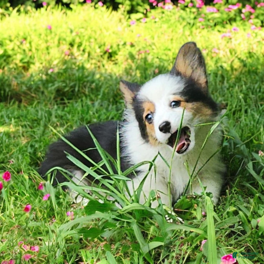 Welsh Corgi Pembroke dogs for sale: Trixie Fluffy - Image 11