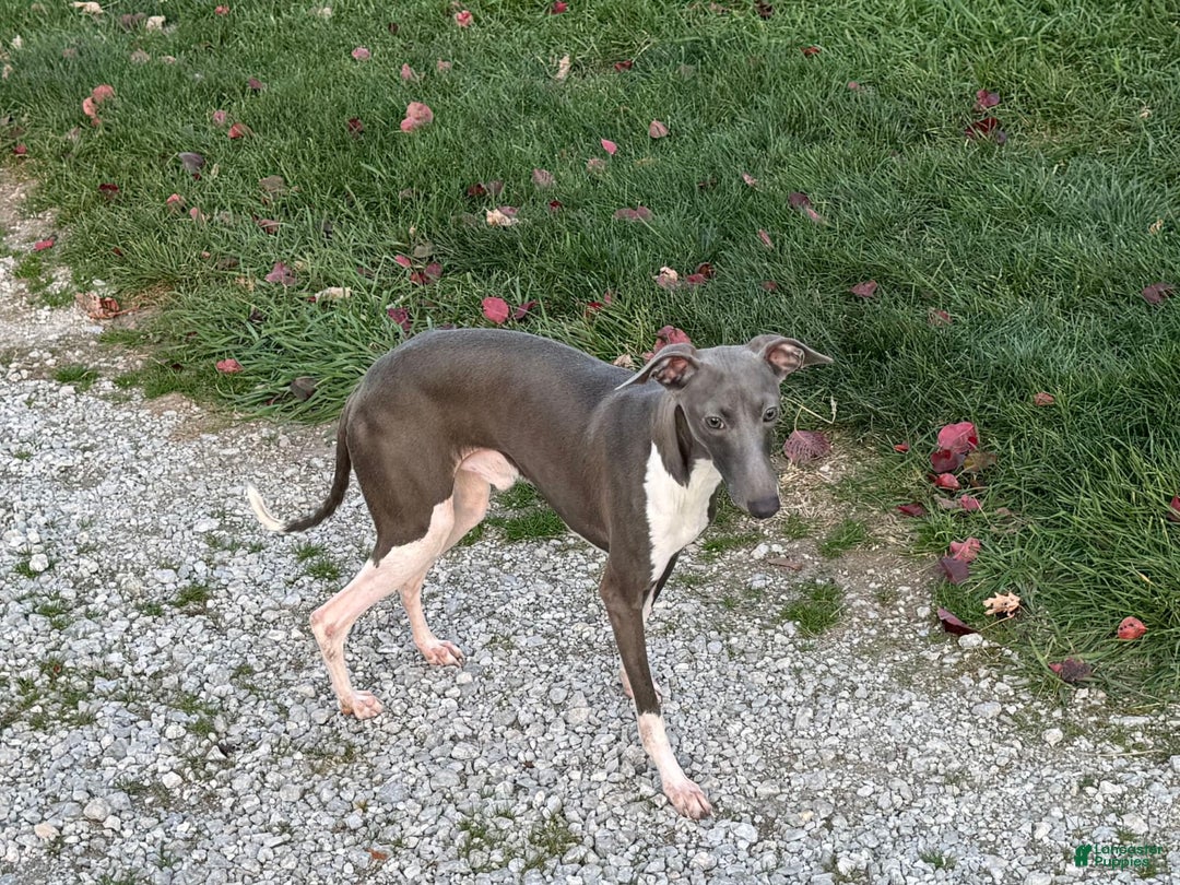 Italian Greyhound dogs for sale: Rocky - Image 11