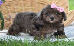 Yorkiepoo dogs for sale: Petunia - Image 13