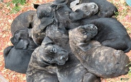 Cane Corso dogs for sale: The Whole Litter - Image 1