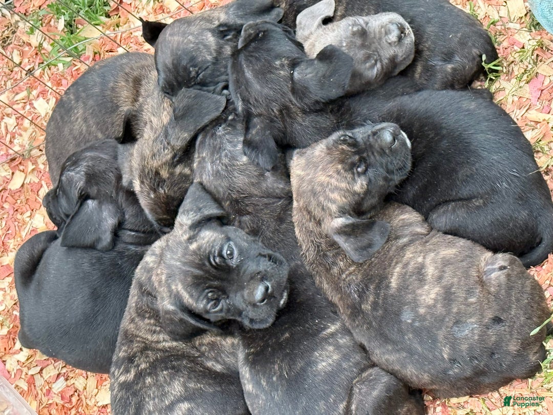 Cane Corso dogs for sale: The Whole Litter - Image 1