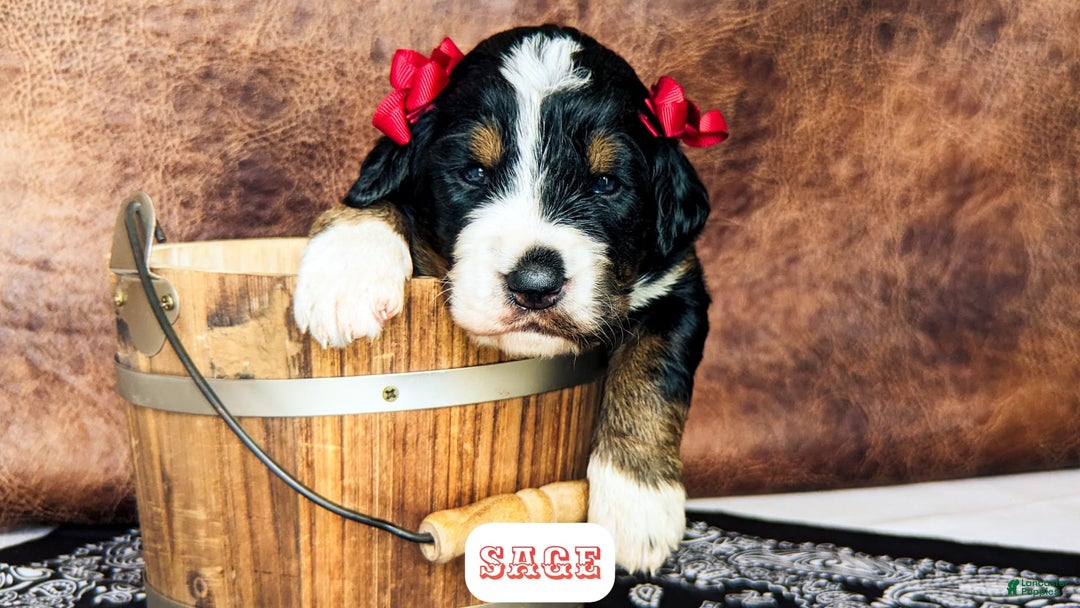 Bernedoodle dogs for sale: Sage - Image 3