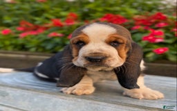 Basset Hound dogs for sale: Isabelle - Image 20