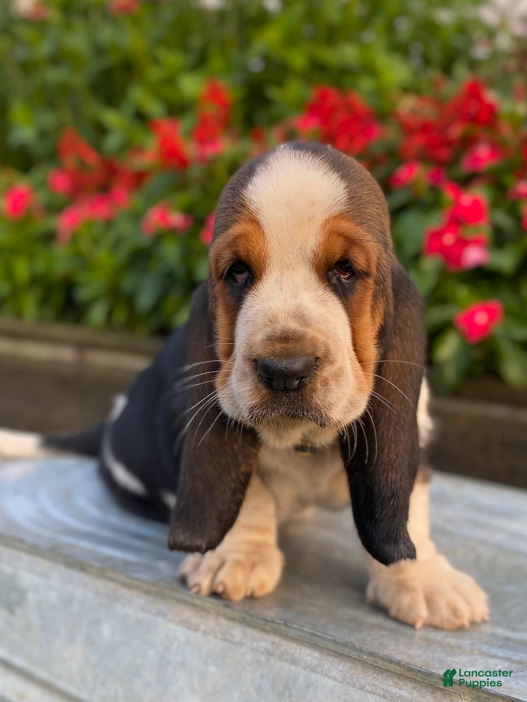 Basset Hound dogs for sale: Isabelle - Image 20