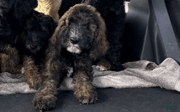 Bernedoodle dogs for sale: Baby Chocolate - Image 5