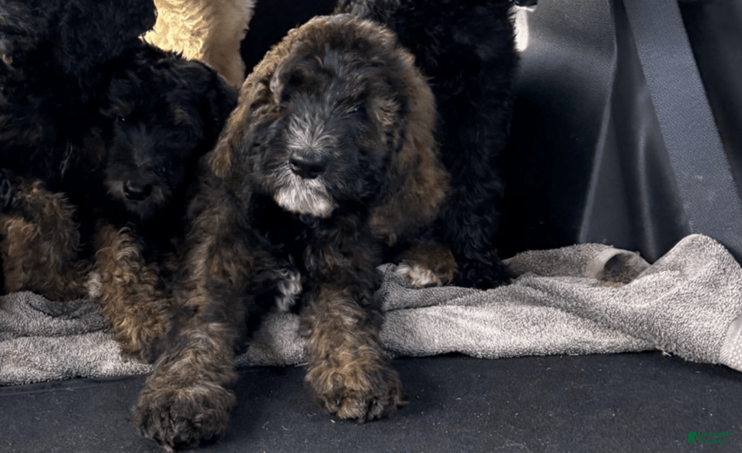 Bernedoodle dogs for sale: Baby Chocolate - Image 5