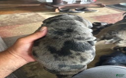 English Bulldog dogs for sale: Chungus - Image 2