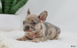 French Bulldog dogs for sale: Hank - Image 8