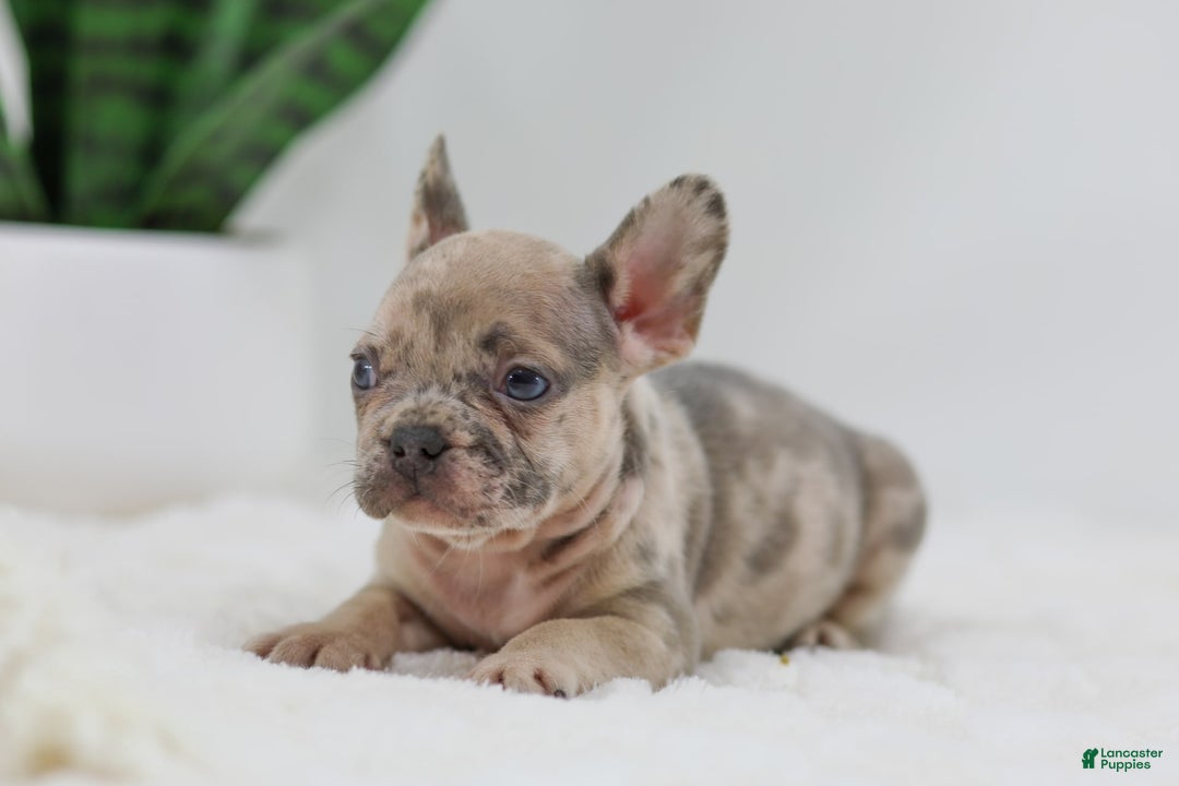 French Bulldog dogs for sale: Hank - Image 8