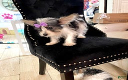 Yorkshire Terrier dogs for sale: Patrick Starr - Image 41