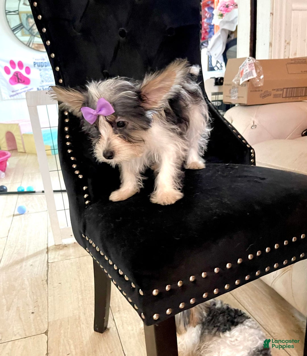 Yorkshire Terrier dogs for sale: Patrick Starr - Image 41