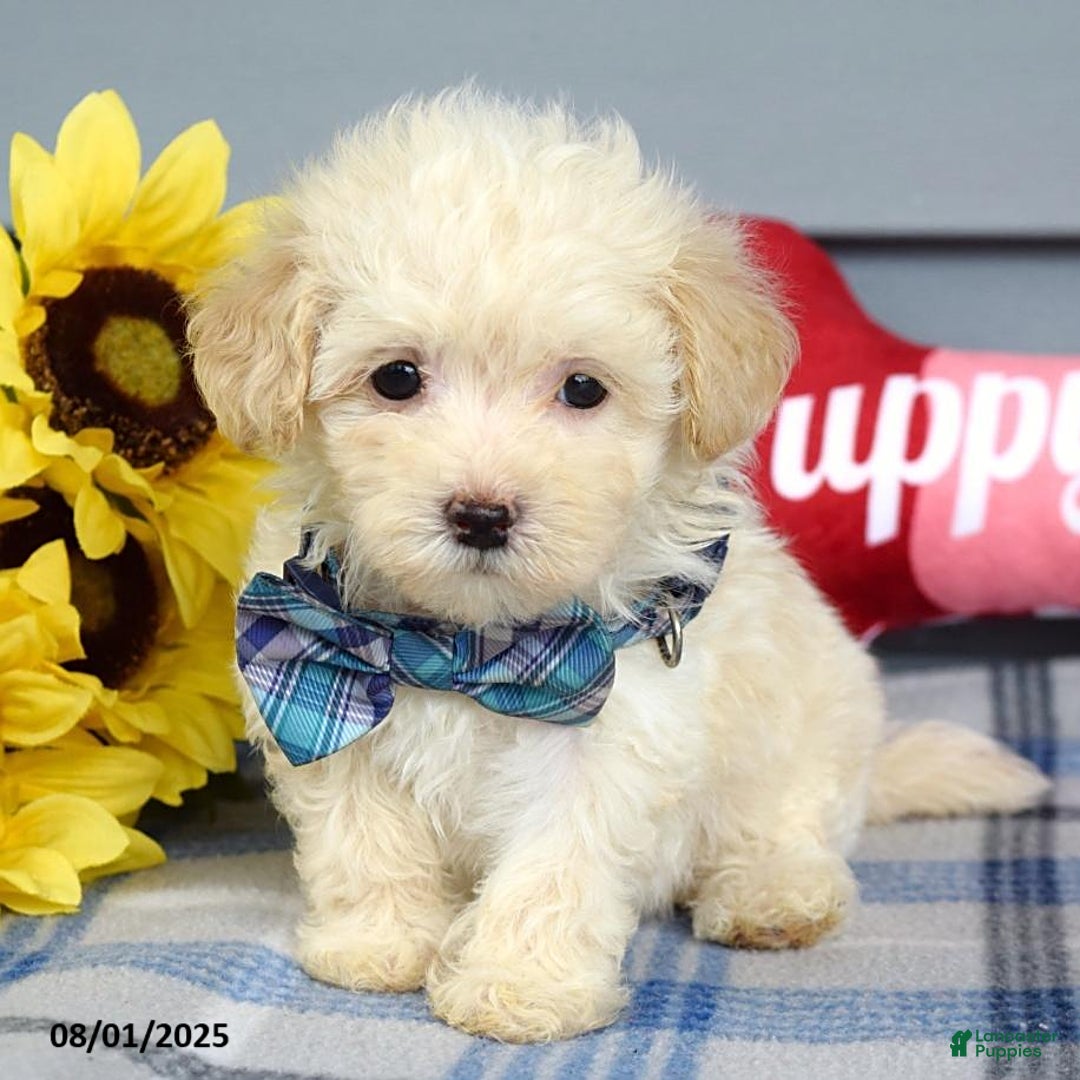 Maltipoo dogs for sale: Max - Image 4