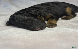 Miniature Poodle dogs for sale: Jasmine - Image 3