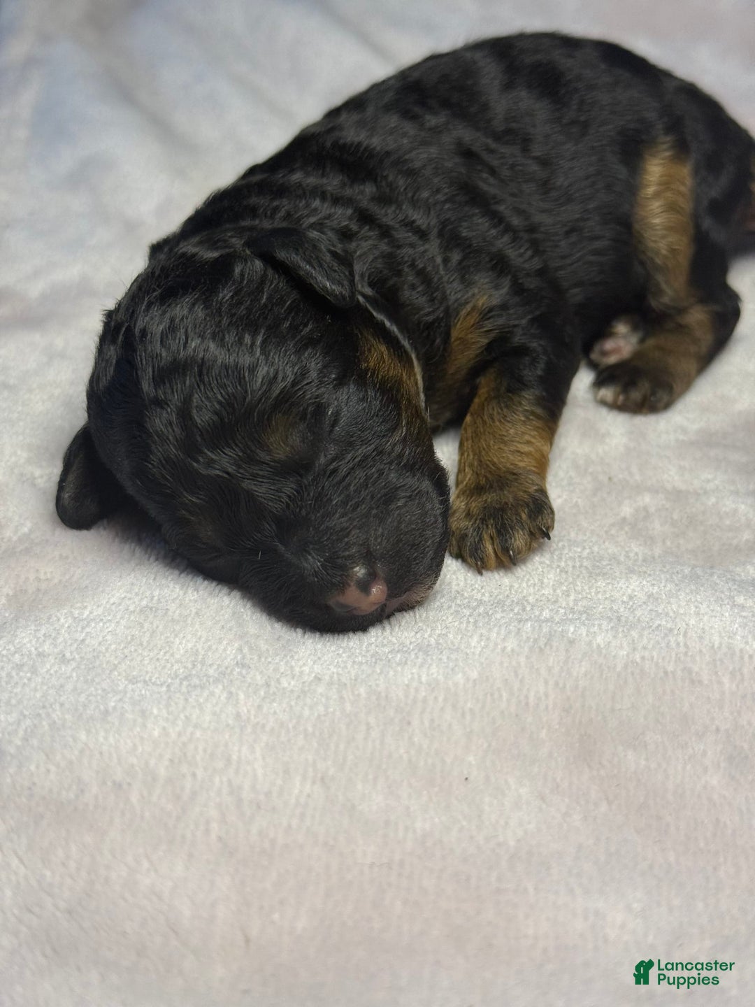 Miniature Poodle dogs for sale: Jasmine - Image 3