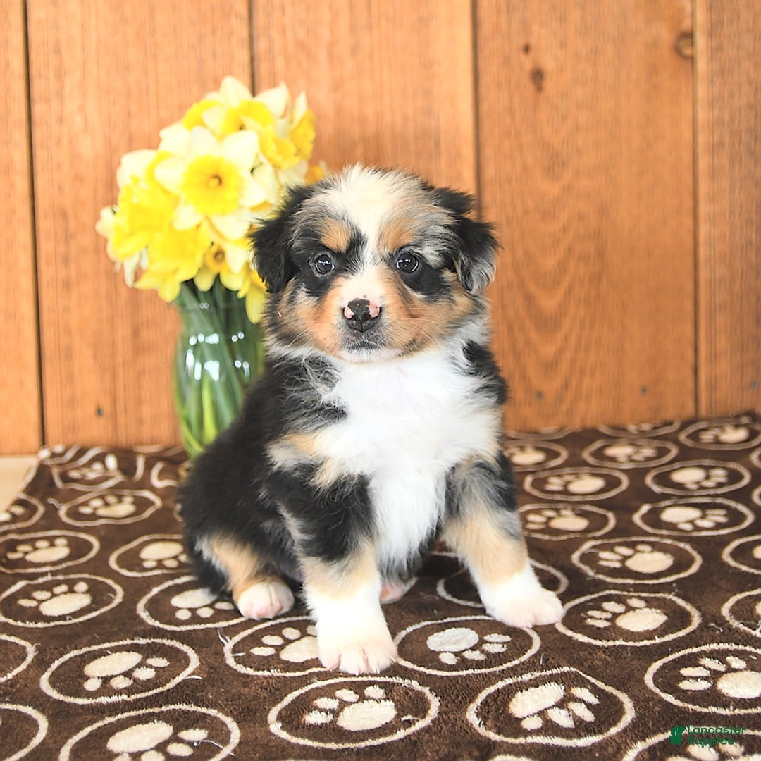 Miniature Australian Shepherd dogs for sale: Dozer - Image 2