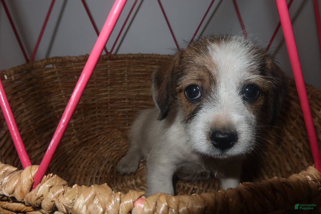 Jack Russell Terrier dogs for sale: Lexi - Image 7
