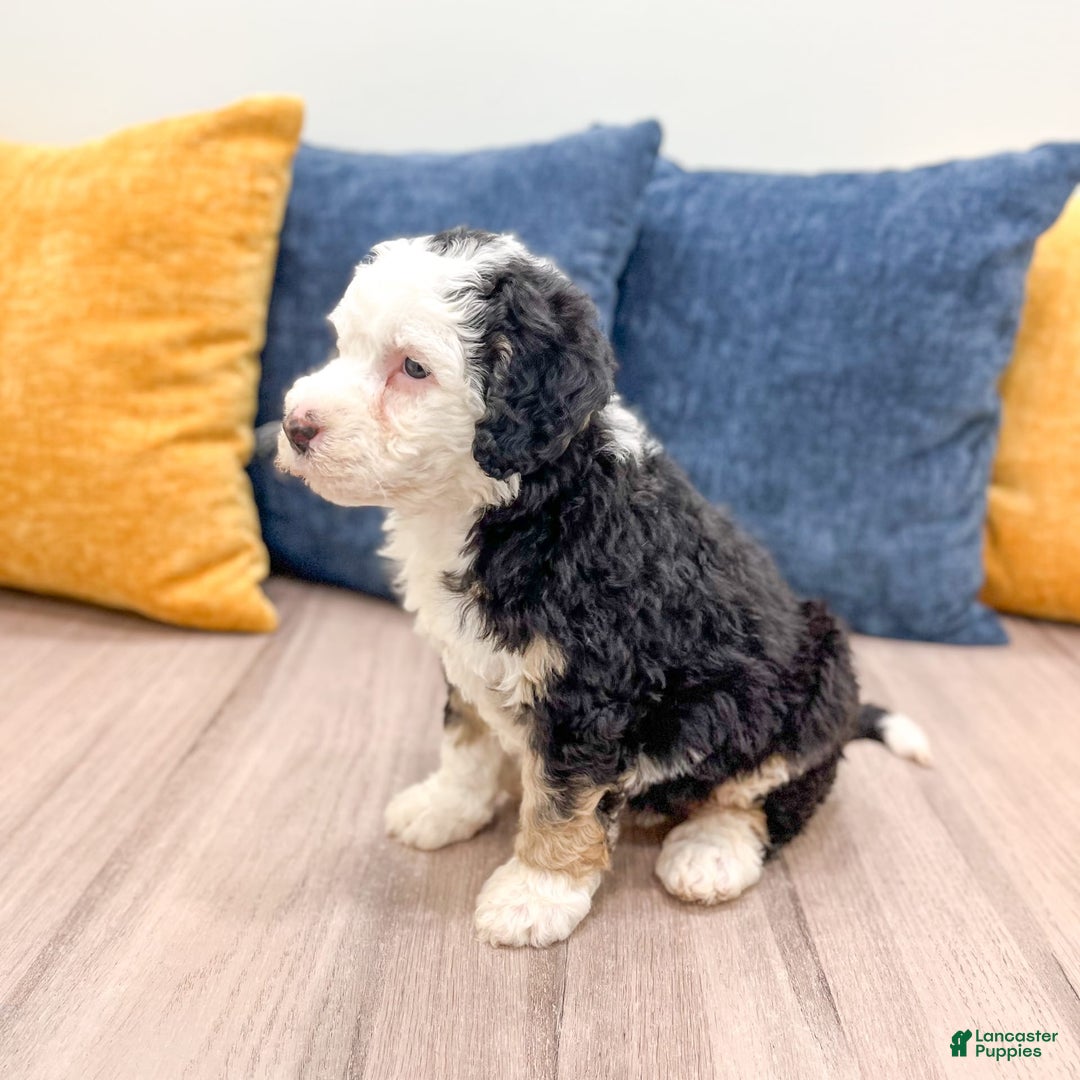 Mini Bernedoodle dogs for sale: Brooklyn - Image 1