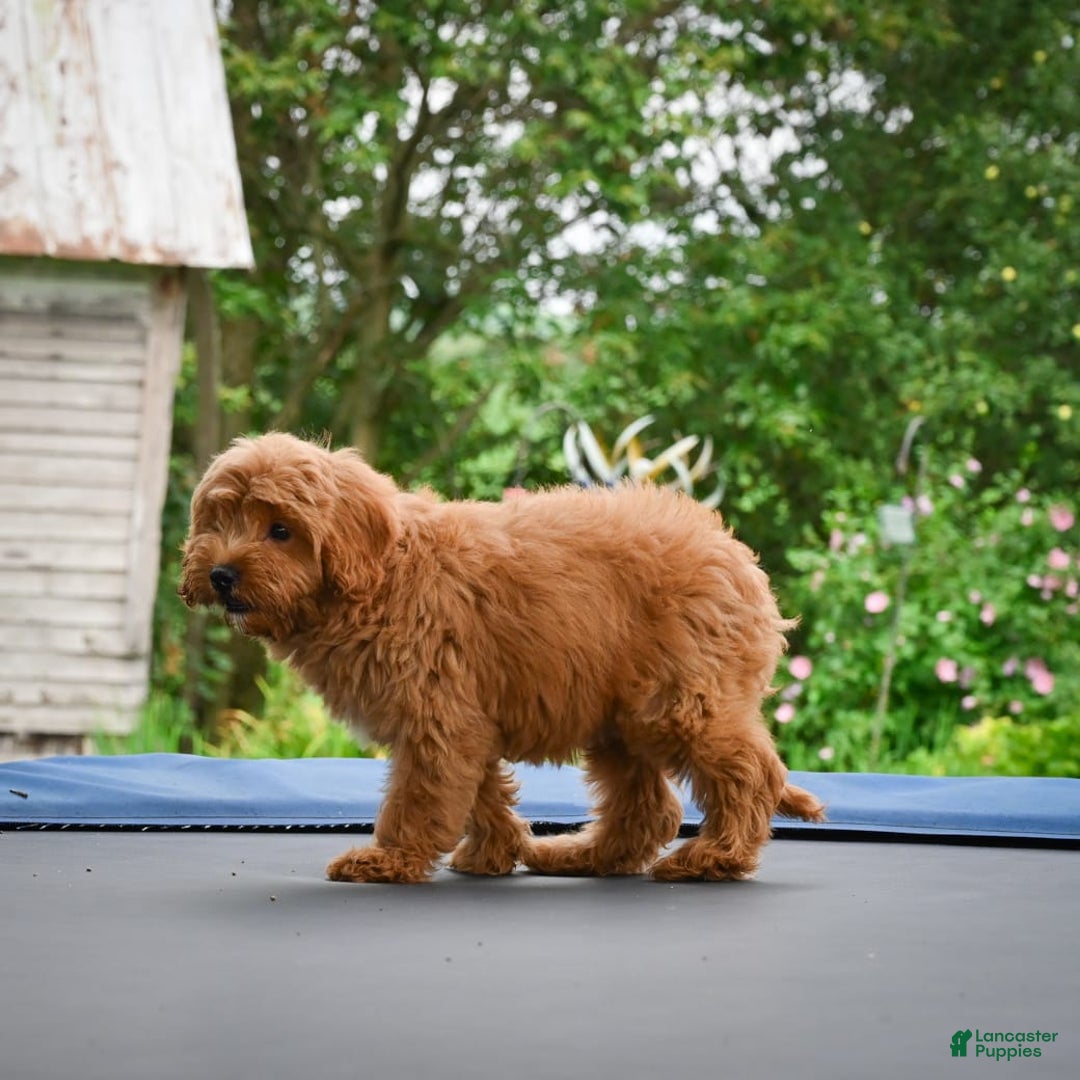 Cavapoo dogs for sale: Cabo - Image 6