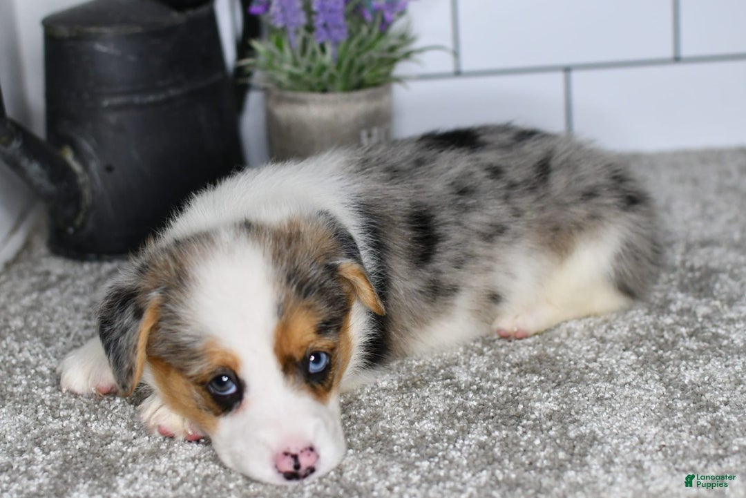 Welsh Corgi Pembroke dogs for sale: Mandy - Image 4