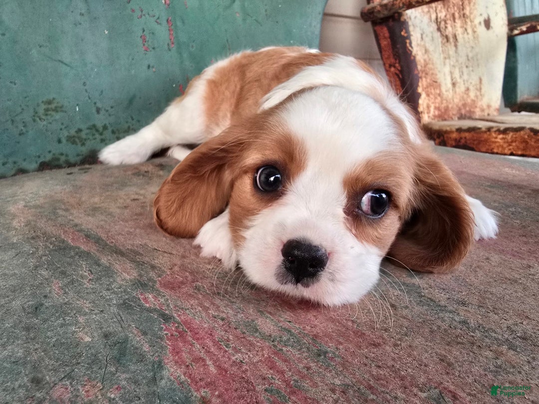 Cavalier King Charles Spaniel dogs for sale: Drake small Blenheim colored male - Image 4