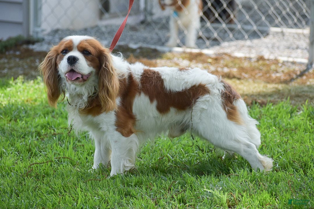 Cavalier King Charles Spaniel dogs for sale: Charlie - Image 12