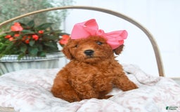 Bichpoo dogs for sale: Margo - Image 2