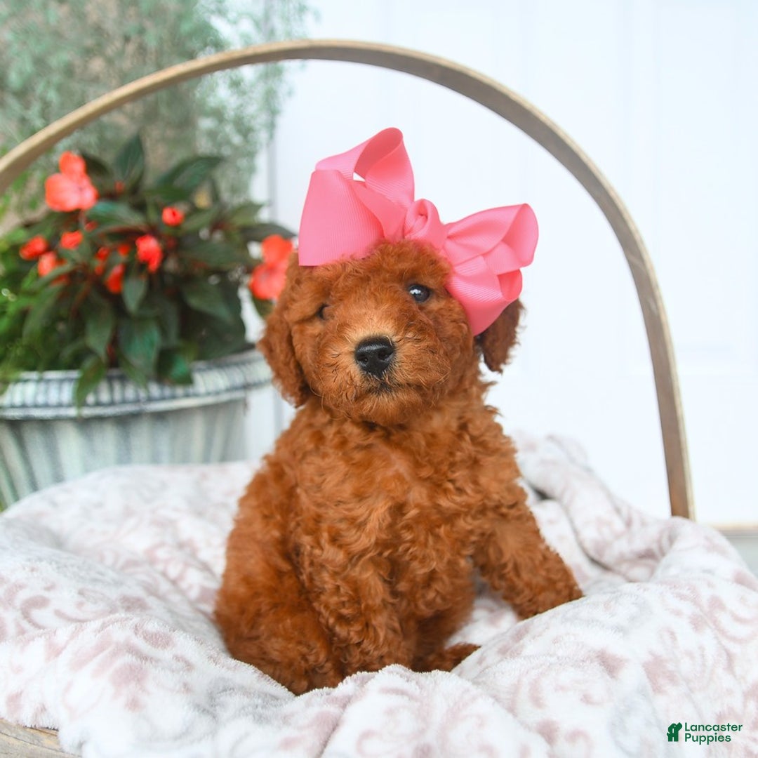 Bichpoo dogs for sale: Margo - Image 2