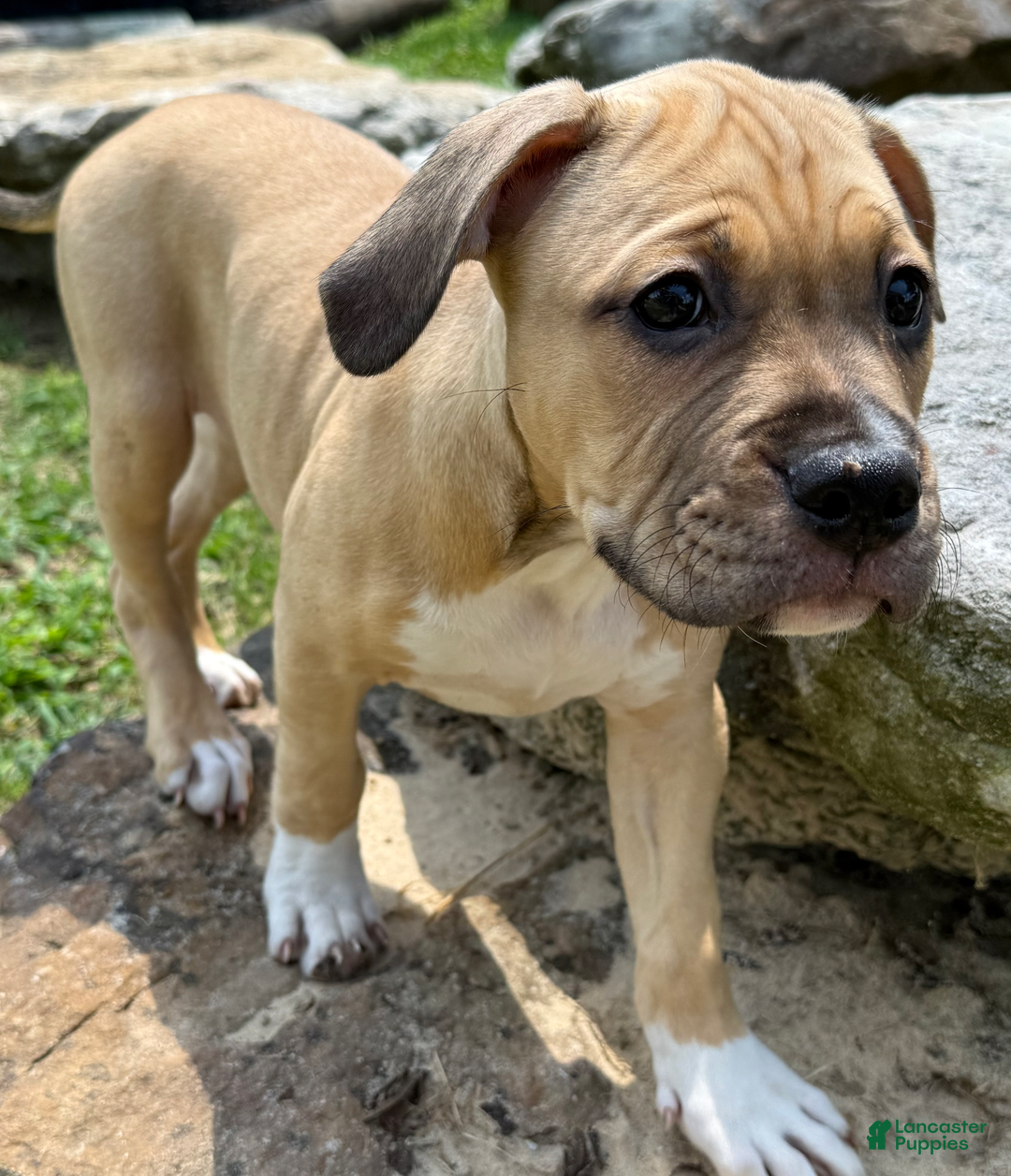 American Pit Bull Terrier dogs for sale: Pincess - Image 4