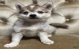 Pomsky dogs for sale: Duke - Image 14
