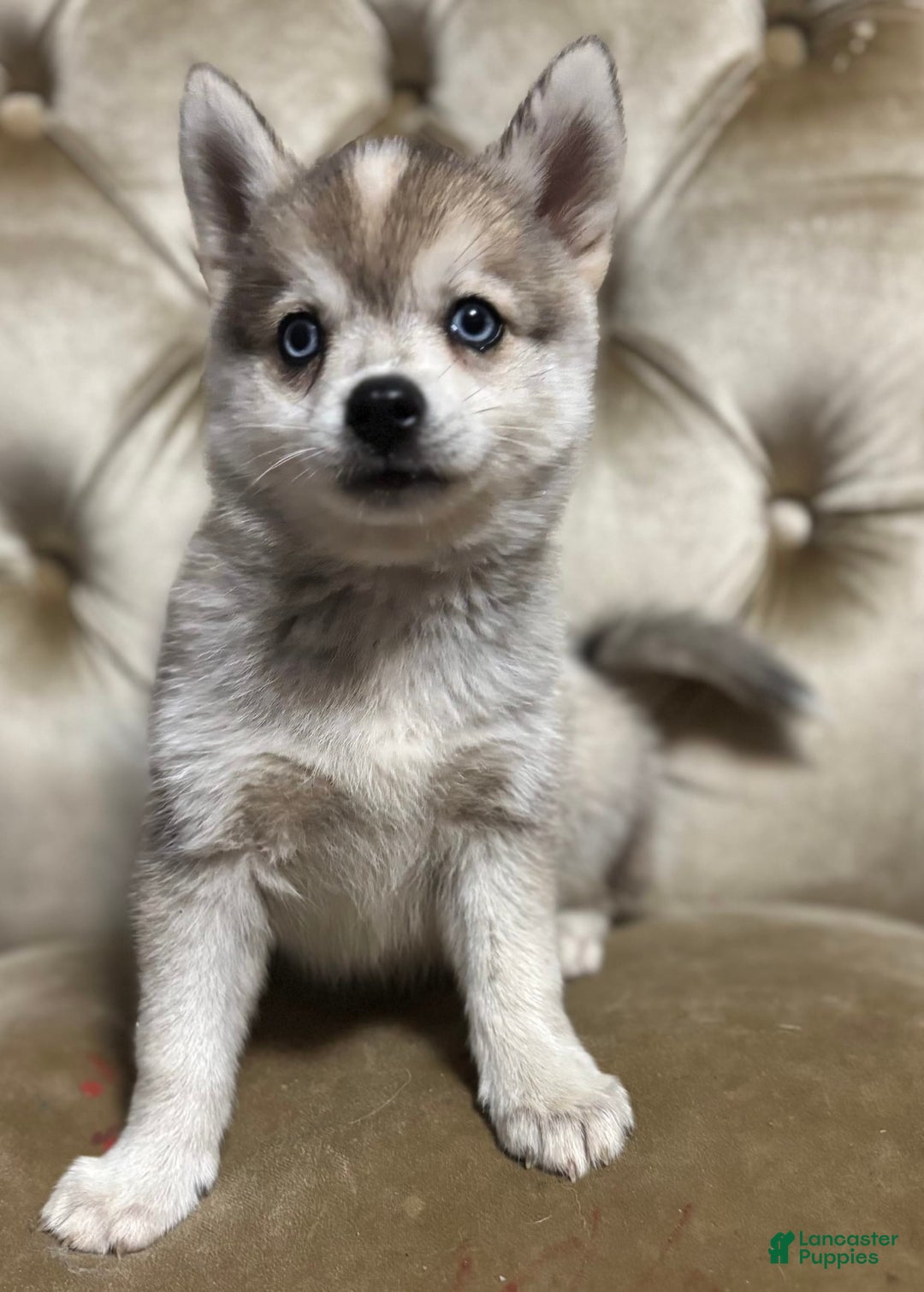 Pomsky dogs for sale: Duke - Image 14