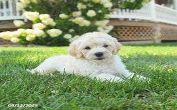 Mini Goldendoodle dogs for sale: Hickory - Image 5