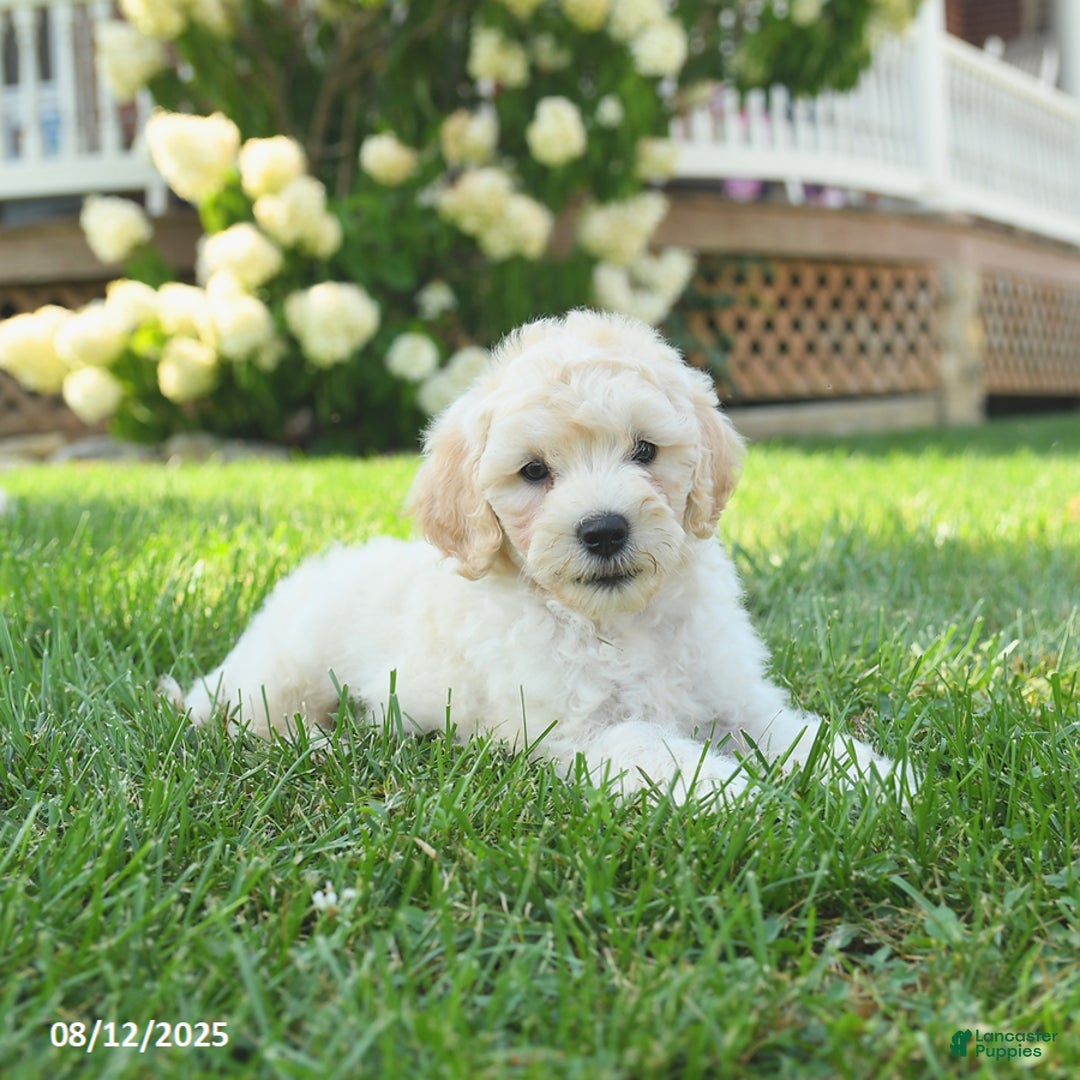 Mini Goldendoodle dogs for sale: Hickory - Image 5
