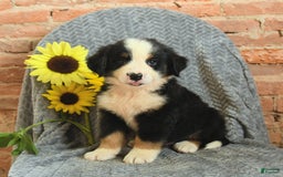 Greater Swiss Mountain Dog dogs for sale: Romeo - Image 2