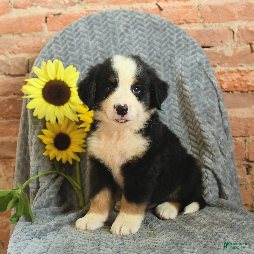 Greater Swiss Mountain Dog dogs for sale: Romeo - Image 2