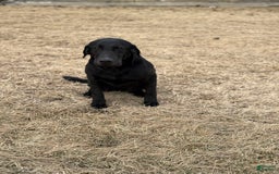 Labrador Retriever dogs for sale: Rampin Roscoe - Image 2