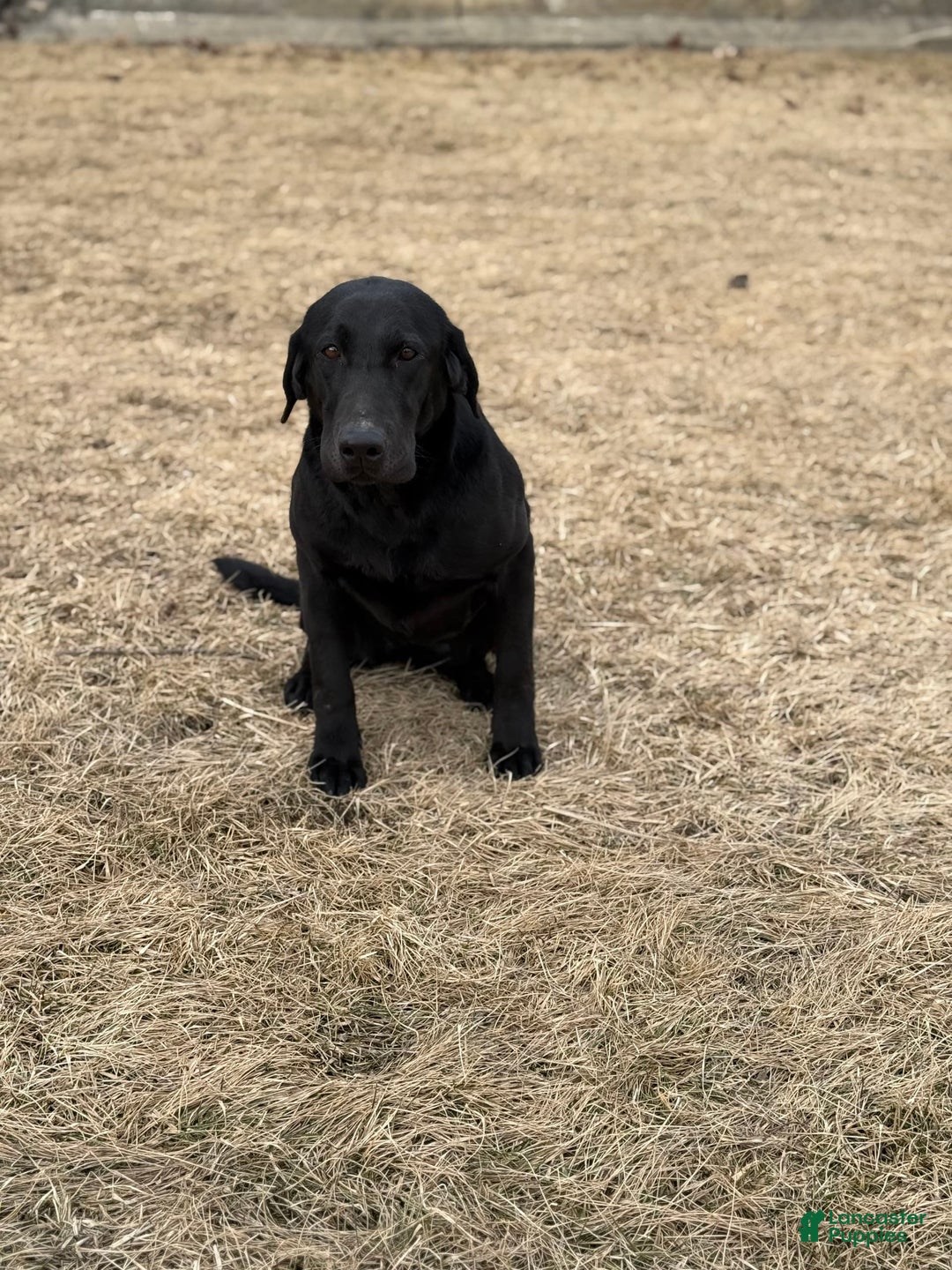 Labrador Retriever dogs for sale: Rampin Roscoe - Image 2