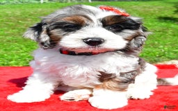 Cavapoo dogs for sale: Cavapoo 4 puppies - Image 9