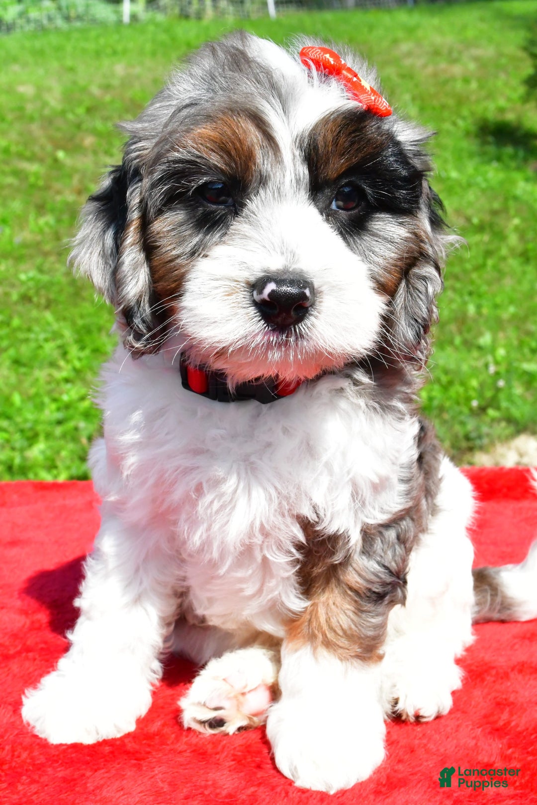 Cavapoo dogs for sale: Cavapoo 4 puppies - Image 9