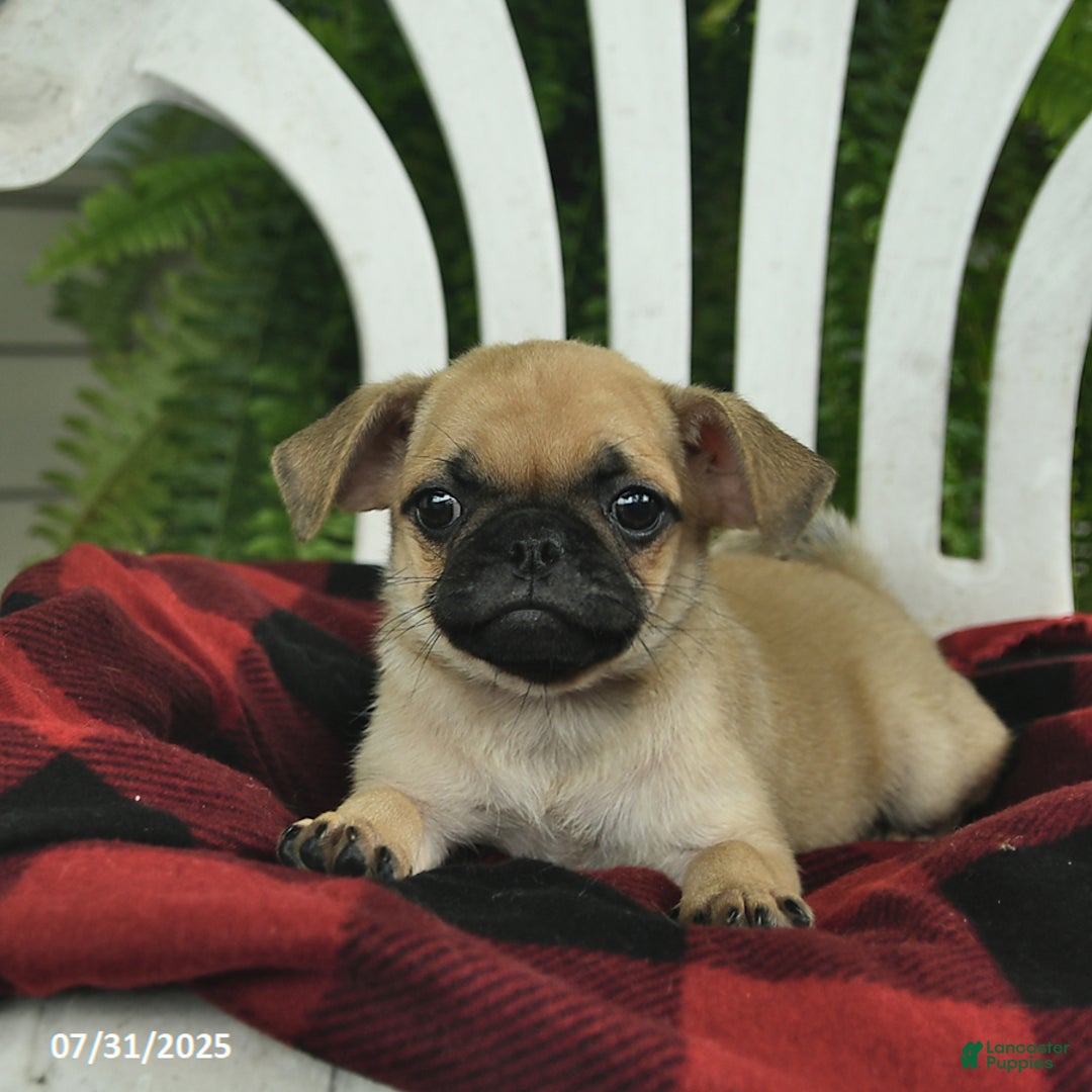 Pug dogs for sale: Pug 3 puppies - Image 8