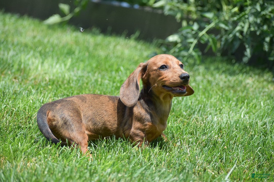 Dachshund dogs for sale: Bella - Image 7