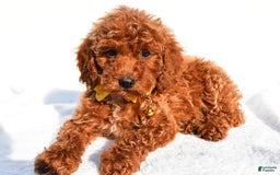 Miniature Poodle dogs for sale: Miniature Poodle 5 puppies - Image 7