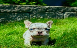French Bulldog dogs for sale: Derrick - Image 2