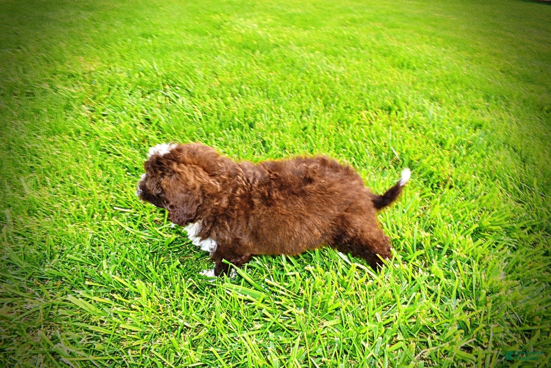 Havapoo dogs for sale: Valor - Image 22