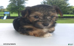 Yorkiepoo dogs for sale: Sammy - Image 3