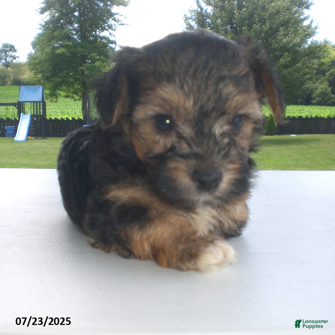 Yorkiepoo dogs for sale: Sammy - Image 3