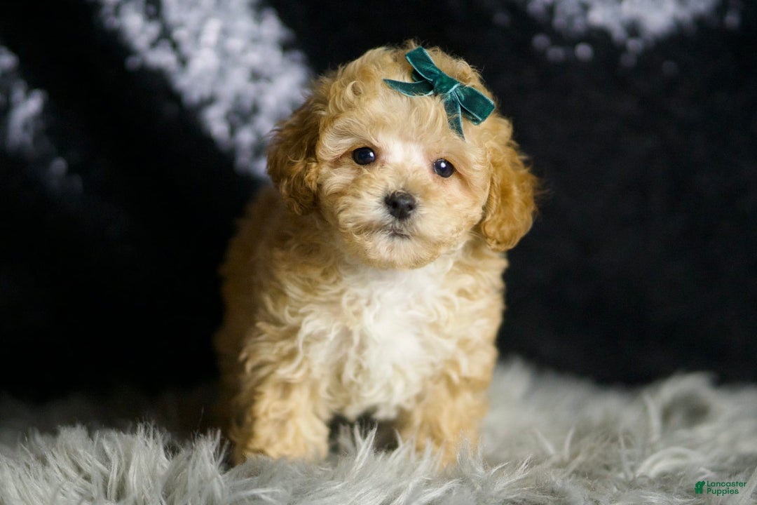 Maltipoo dogs for sale: Maltipoo 4 puppies - Image 3