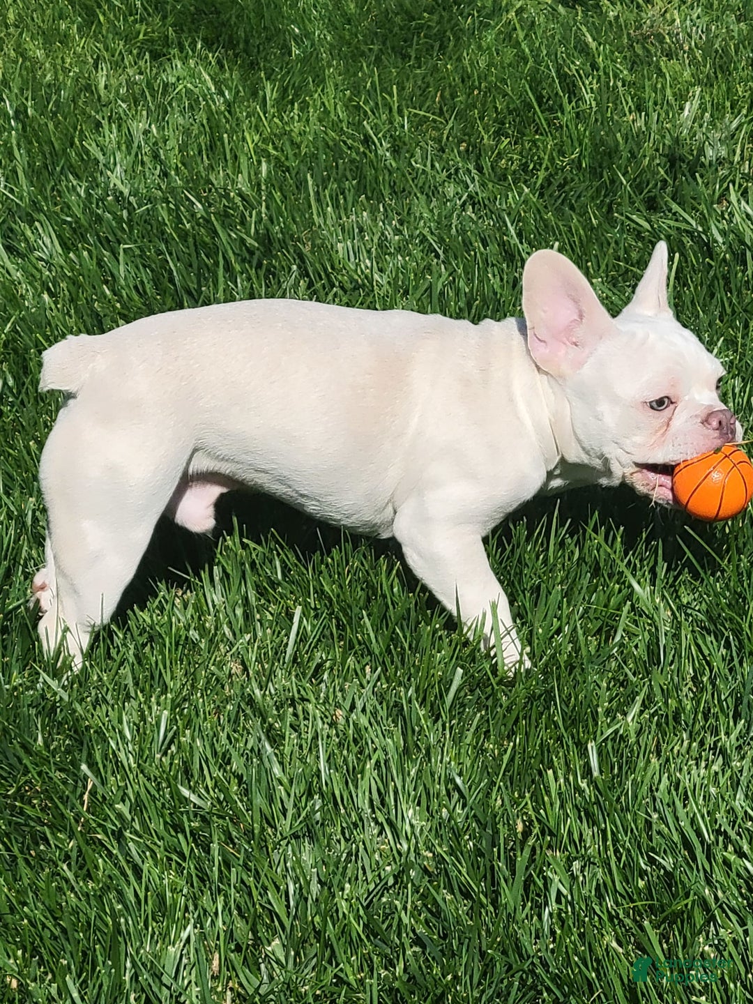 French Bulldog dogs for sale: Titan - Image 4