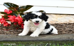 Mini Bernedoodle dogs for sale: Clementine - Image 3