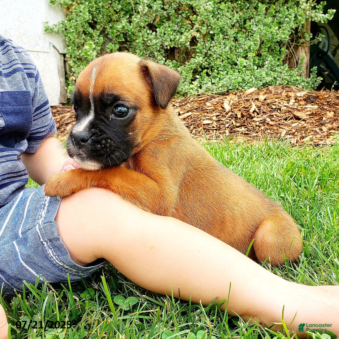 Boxer dogs for sale: Zody - Image 6
